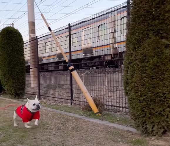 ベッドの近くにいる2匹の柴犬