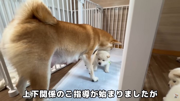 お母さん犬が上下関係を指導