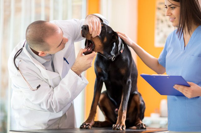 診察中の犬犬