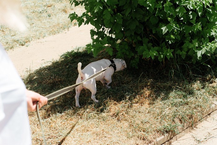 散歩、植物を嗅ぐ犬