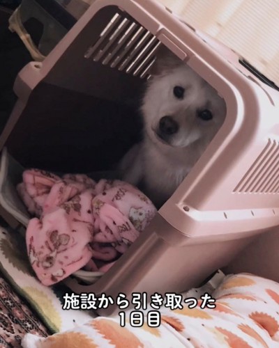 クレートの奥でこちらを見つめる犬