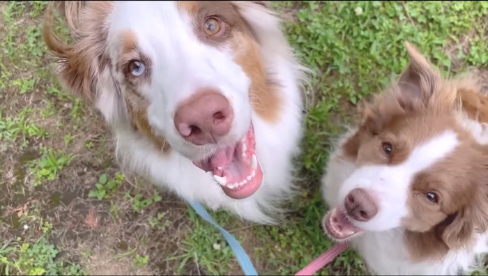 カメラに笑顔を向ける2匹の犬