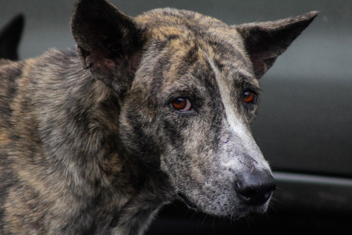 ブリンドルの毛色のタイワンドッグのアップ