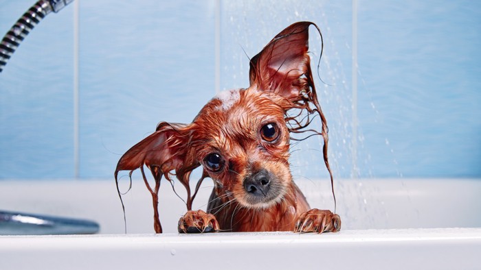 バスタブで首をかしげるシャンプー中のロシアントイテリア