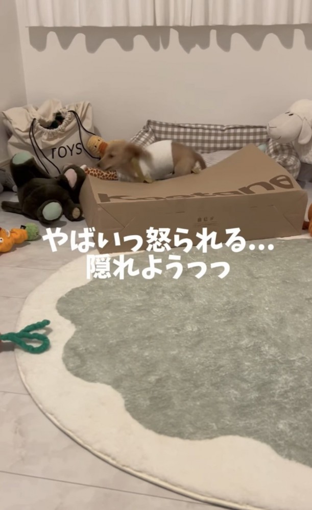 逃げて隠れようとする犬