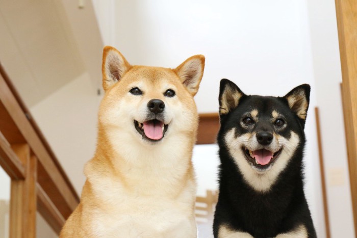 赤と黒の2頭の柴犬