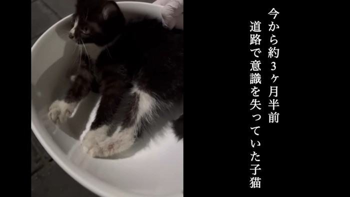 保護されたクロちゃん