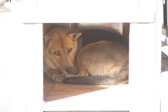 狭い小屋にいる犬 悲しげな表情