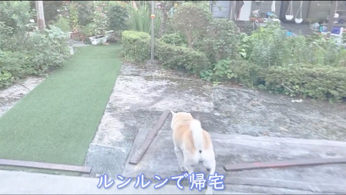 駆け足で家の中に向かう犬