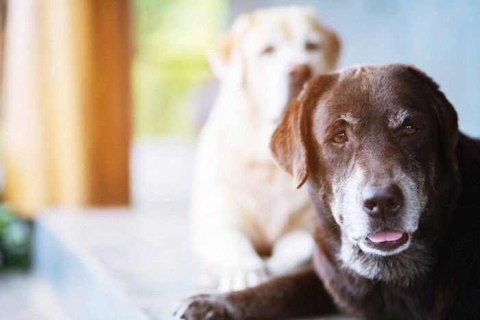 2匹の老犬