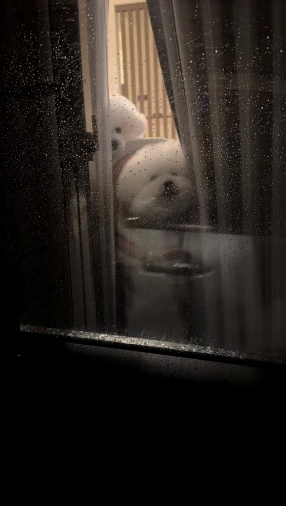 雨の窓越しに見える2匹の犬