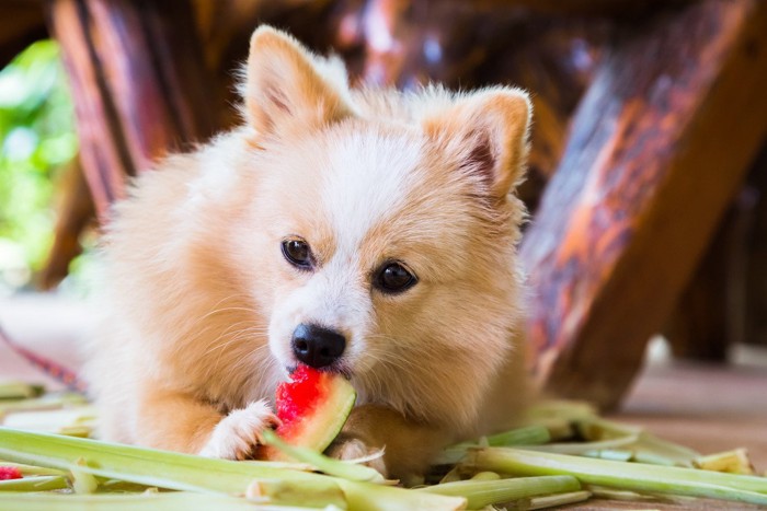 犬スイカ