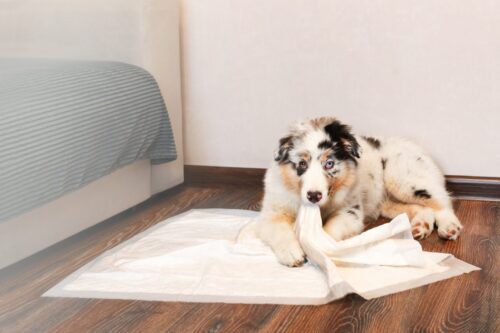 トイレシーツを食べる犬