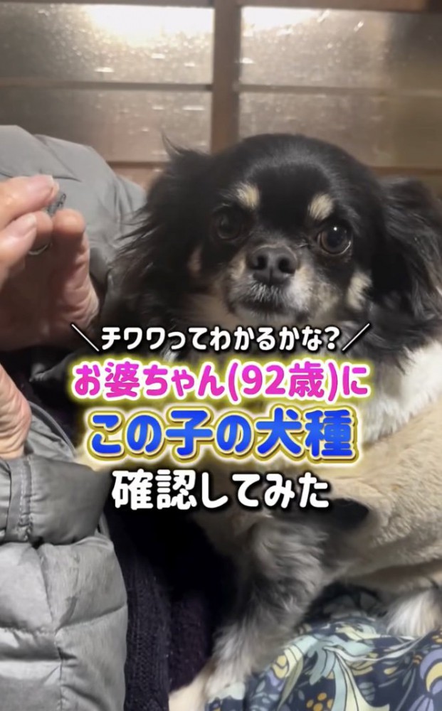 チワワのちまきちゃん