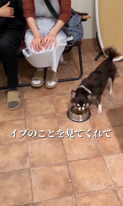 イブちゃんが幸せを掴むまで6