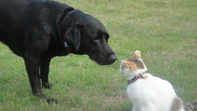 犬と猫の写真