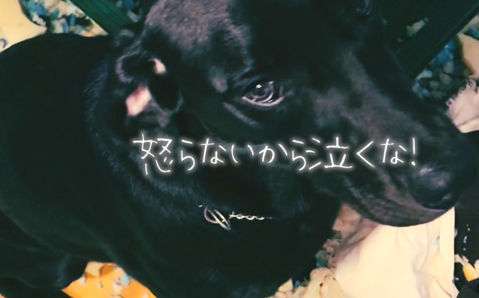涙目の犬