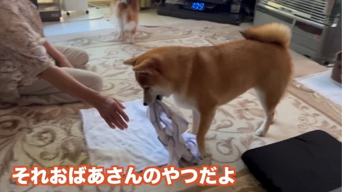 枕カバーをくわえる犬