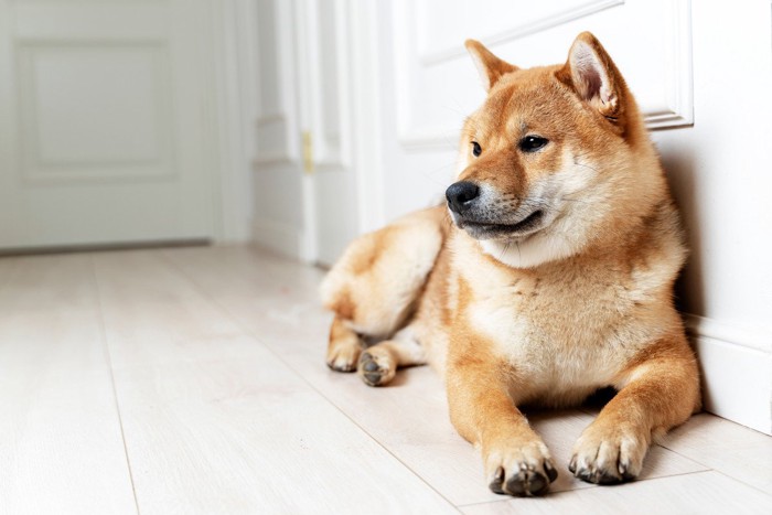 壁にくっついて伏せている柴犬