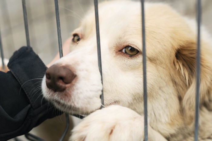 柵の中から顔を出している犬