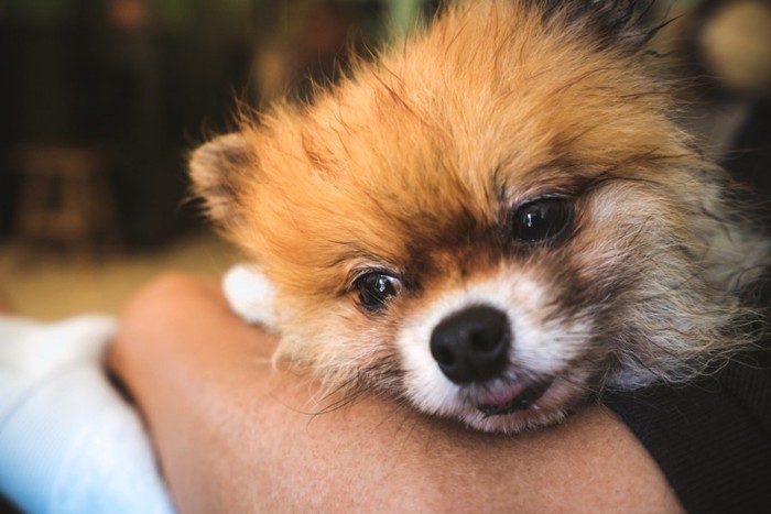 人の腕に抱かれる犬