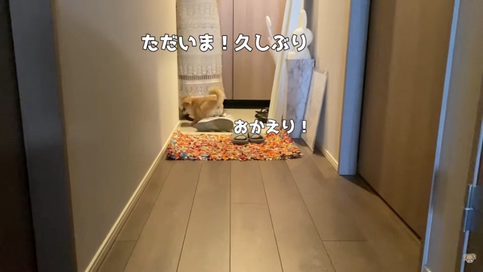 ハナちゃんと赤ちゃんの初対面