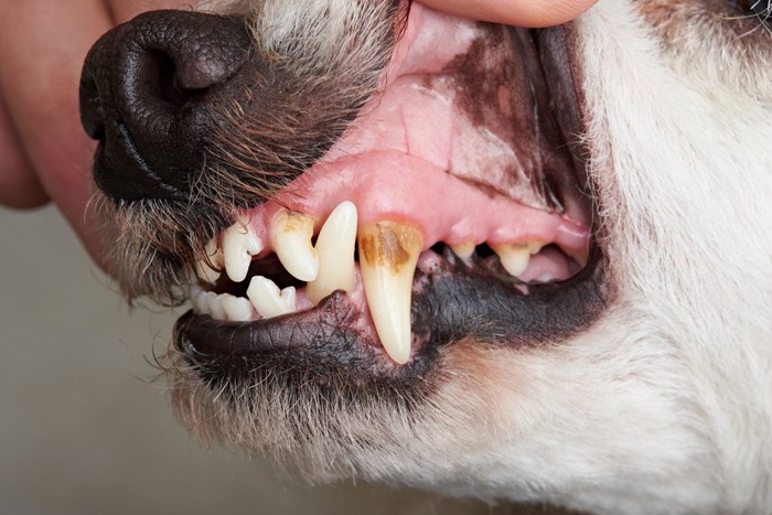 少し茶色くなった犬の歯