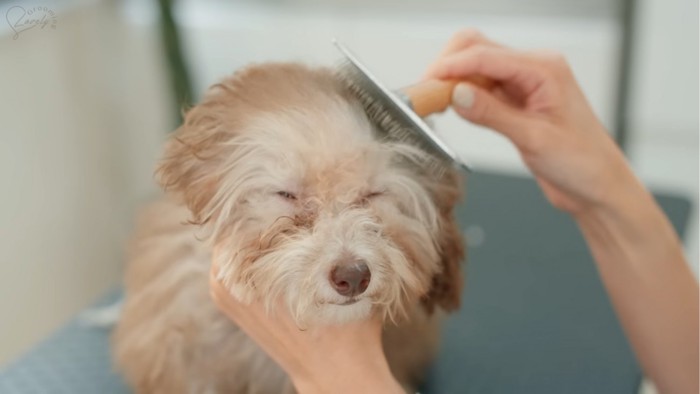 ブラッシングされる犬