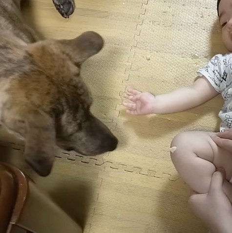 赤ちゃんにそっと近づく犬