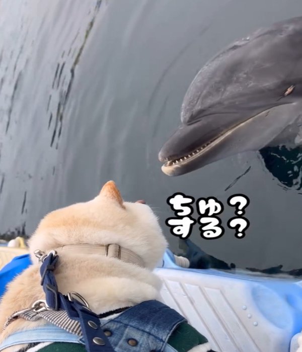 イルカと犬3