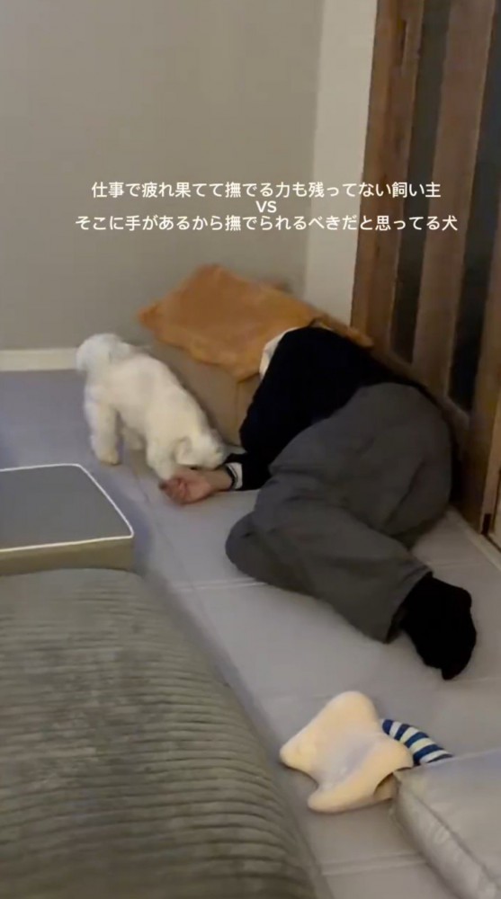 仕事から帰ってきて床に寝転がる飼い主