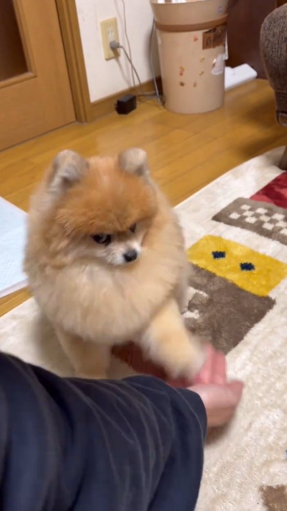 男性の手のひらに前足を乗せる犬