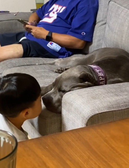 まどろむ犬に顔を近づける男の子