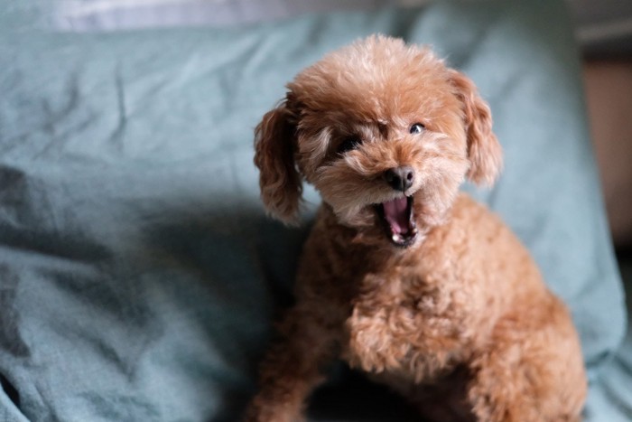 顔を寄せて撫でてもらう犬