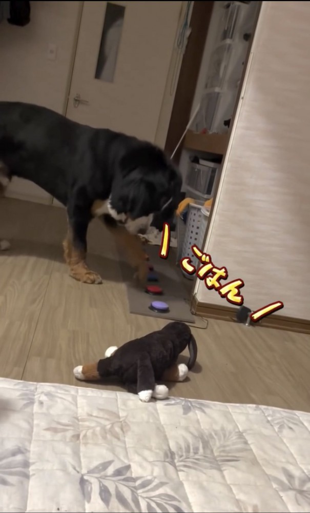 ボタンを押す犬