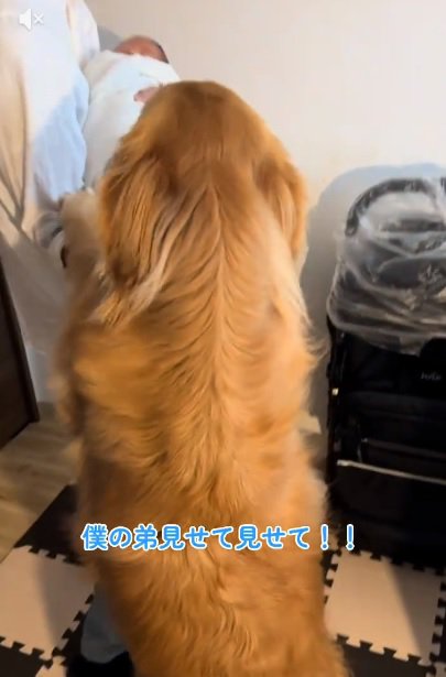 赤ちゃんに飛びつくチョコビくん