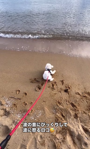 海に向かって吠えまくる全盲の小型犬