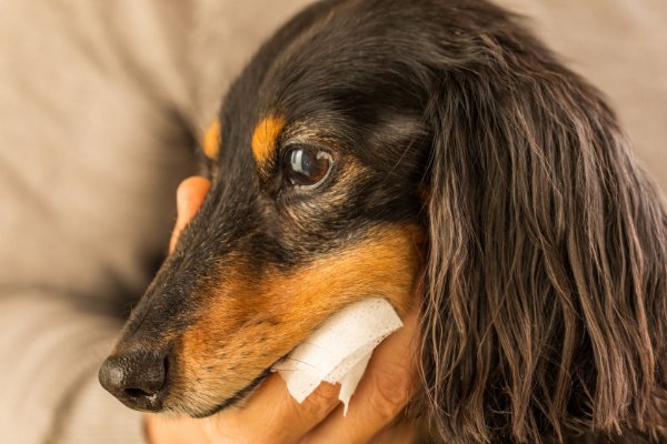 ；歯みがきシートで歯を磨く犬