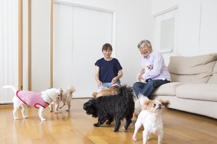 たくさんの犬たちと暮らす夫婦