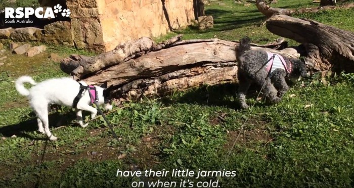 散歩する2匹の犬