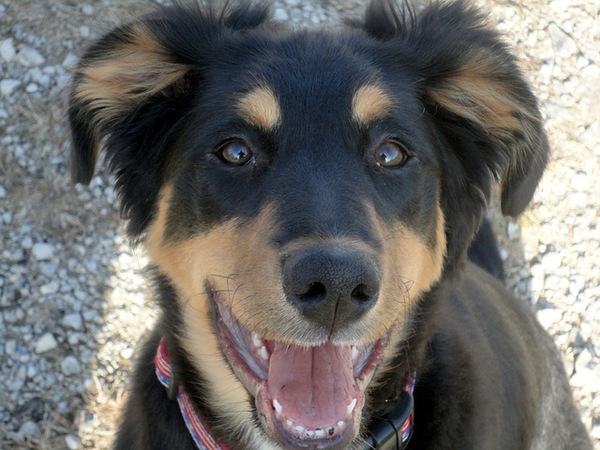 犬が幸せそうに見つめる姿