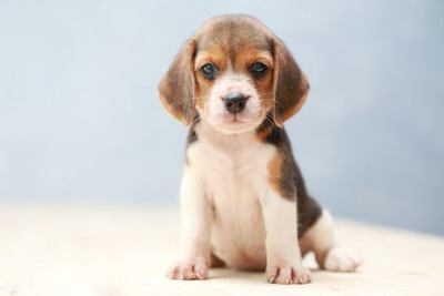 おすわりするビーグルの幼犬