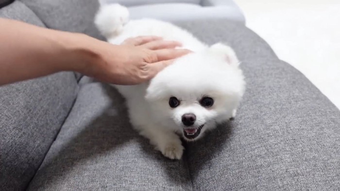 笑顔の犬をなでる手