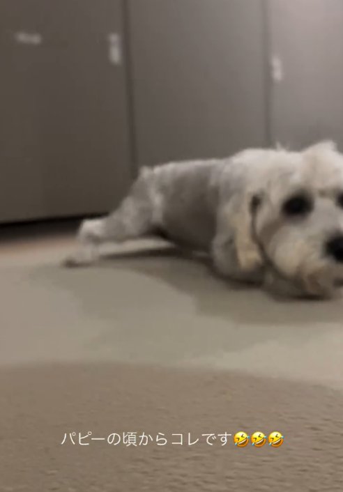 伏せる犬3