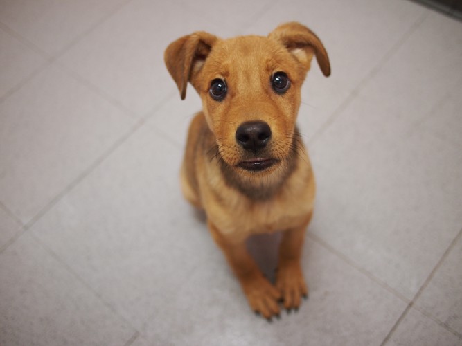 話を聞く犬