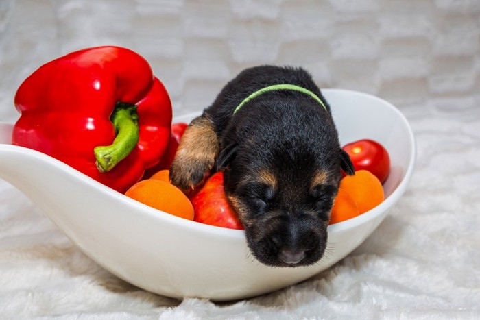 緑黄色野菜と子犬