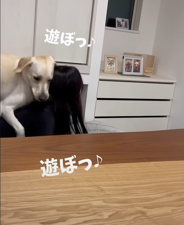 遊ぼうという犬