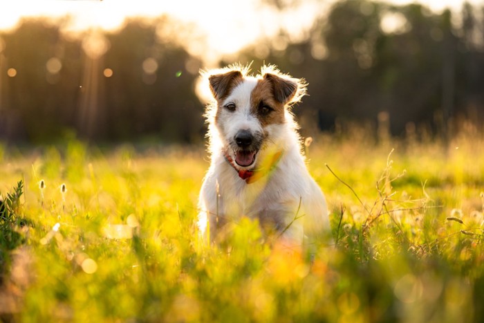 草むらを歩く犬