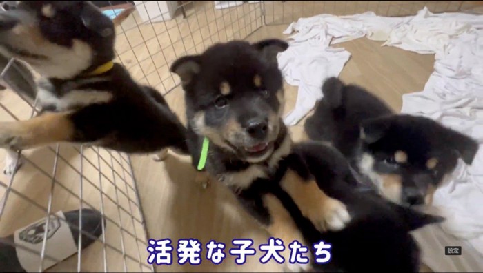 サークルの中で動き回る4匹の子犬