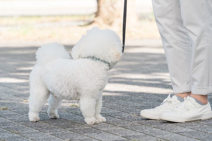 立ち止まって振り向く白い犬